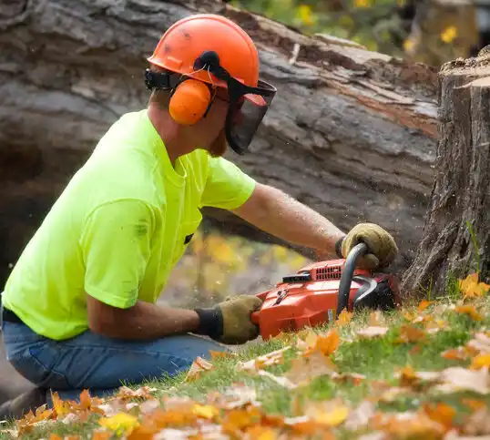 tree services Martinsville